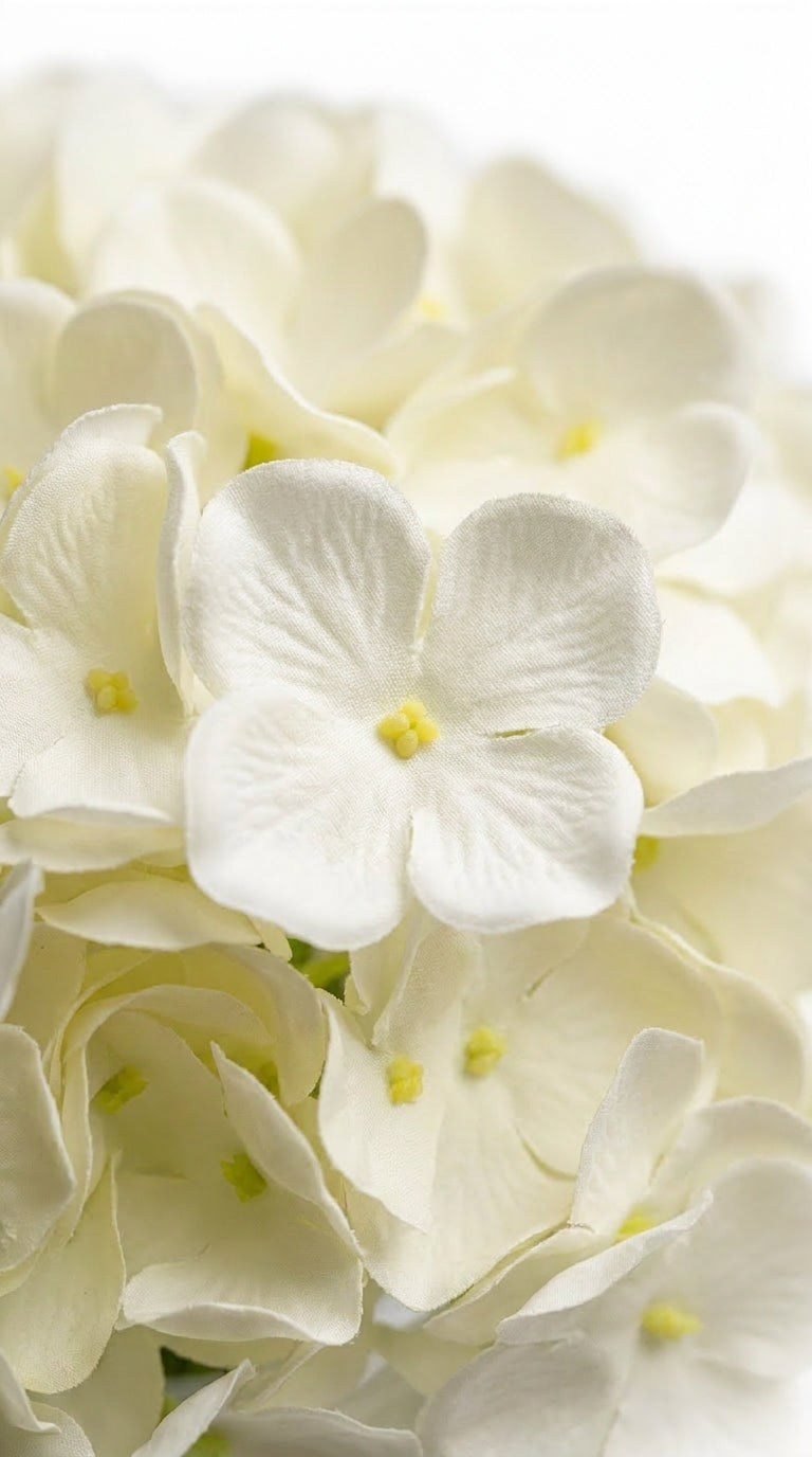 Scented Hydrangeas Pearl Bloom Ortanca