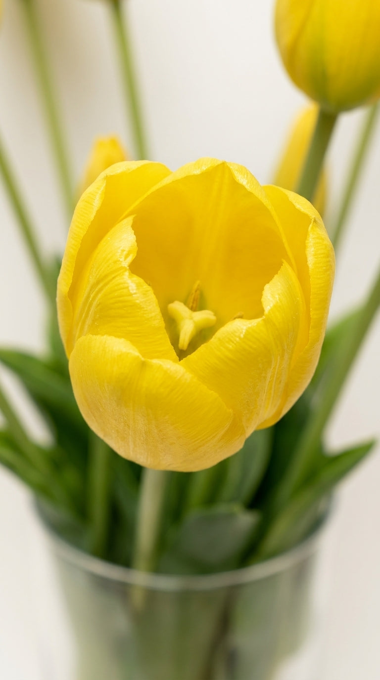 Scented Tulips Soleil Bloom Sarı Laleler