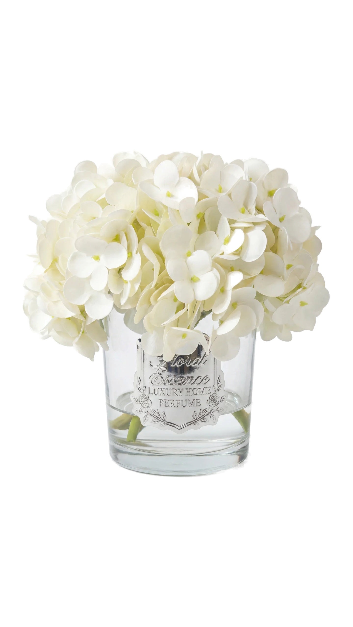 Scented Hydrangeas Pearl Bloom Ortanca