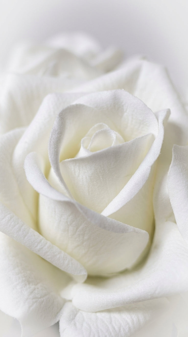 Scented Roses Ivory Bloom 9’lu Beyaz Gül