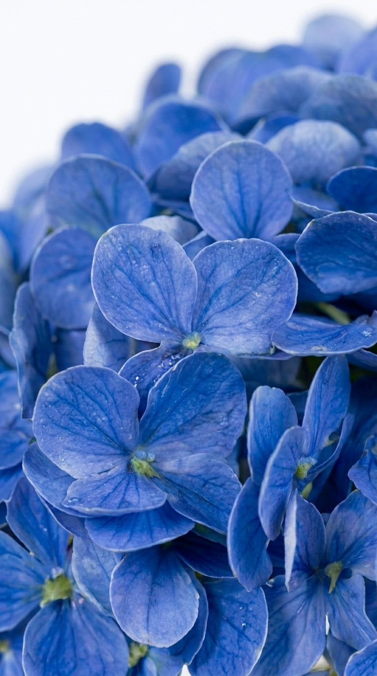 Scented Hydrangeas Azure Bloom Ortanca