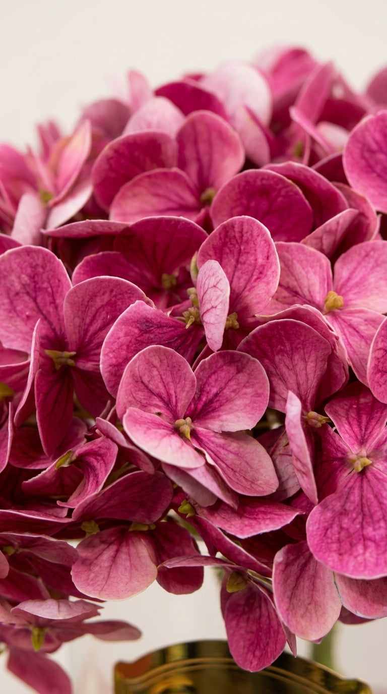 Scented Hydrangeas Orchid Bloom Ortanca