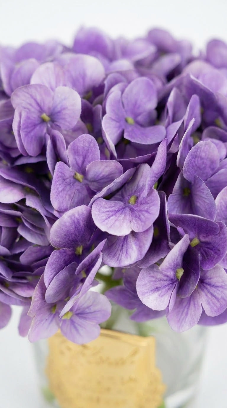 Scented Hydrangeas Lavender Bloom Ortanca