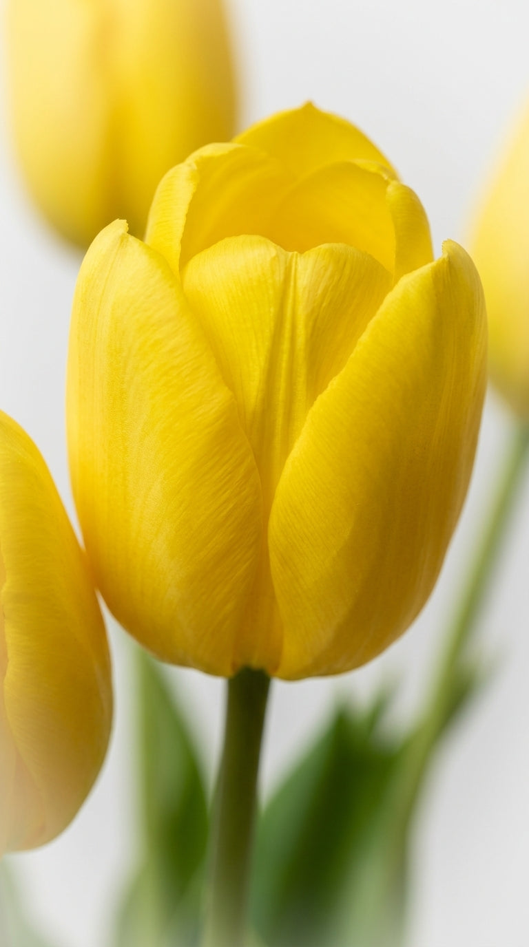 Scented Tulips Soleil Bloom Sarı Laleler